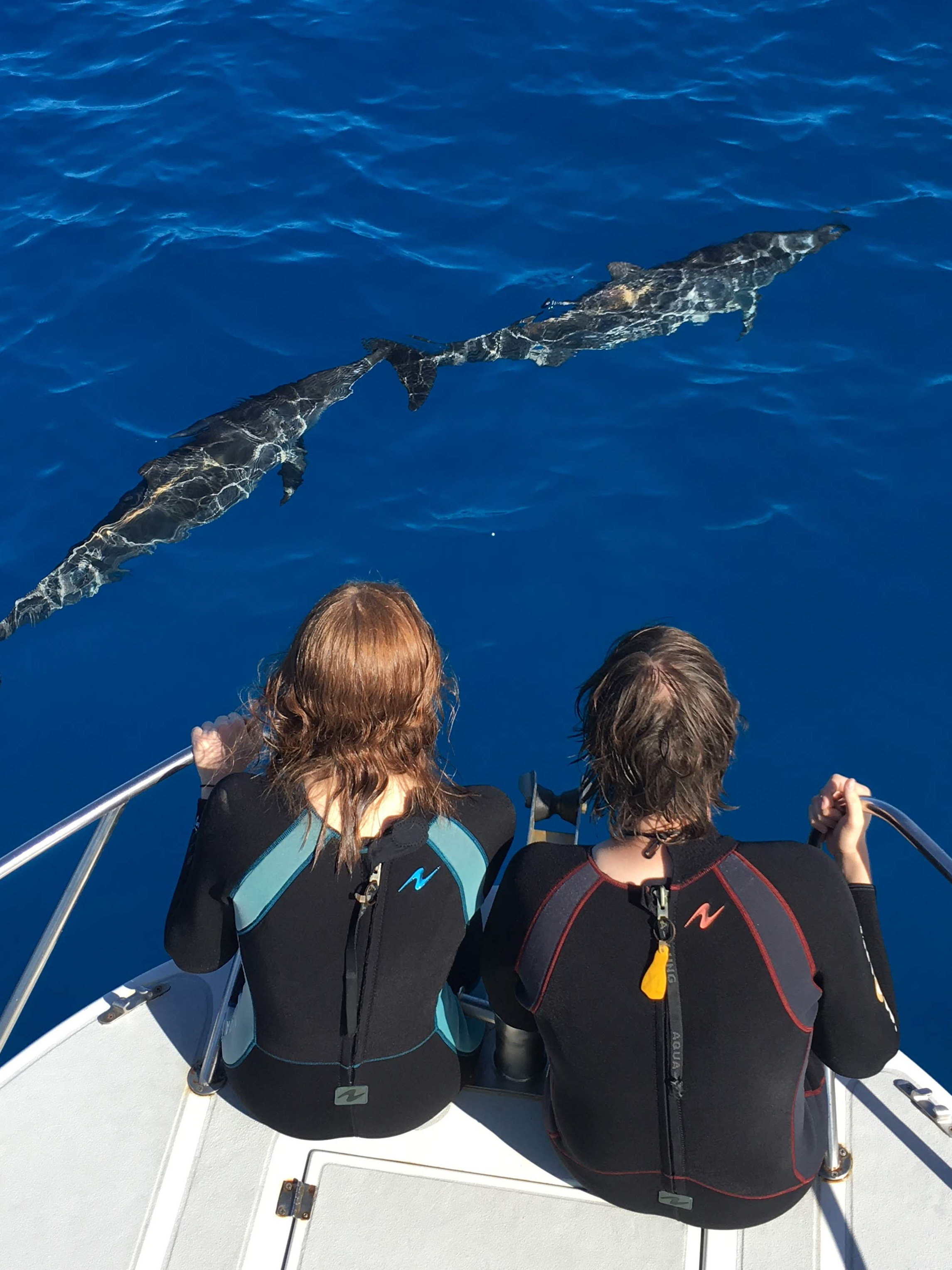 Dolphins at Kona, 2019