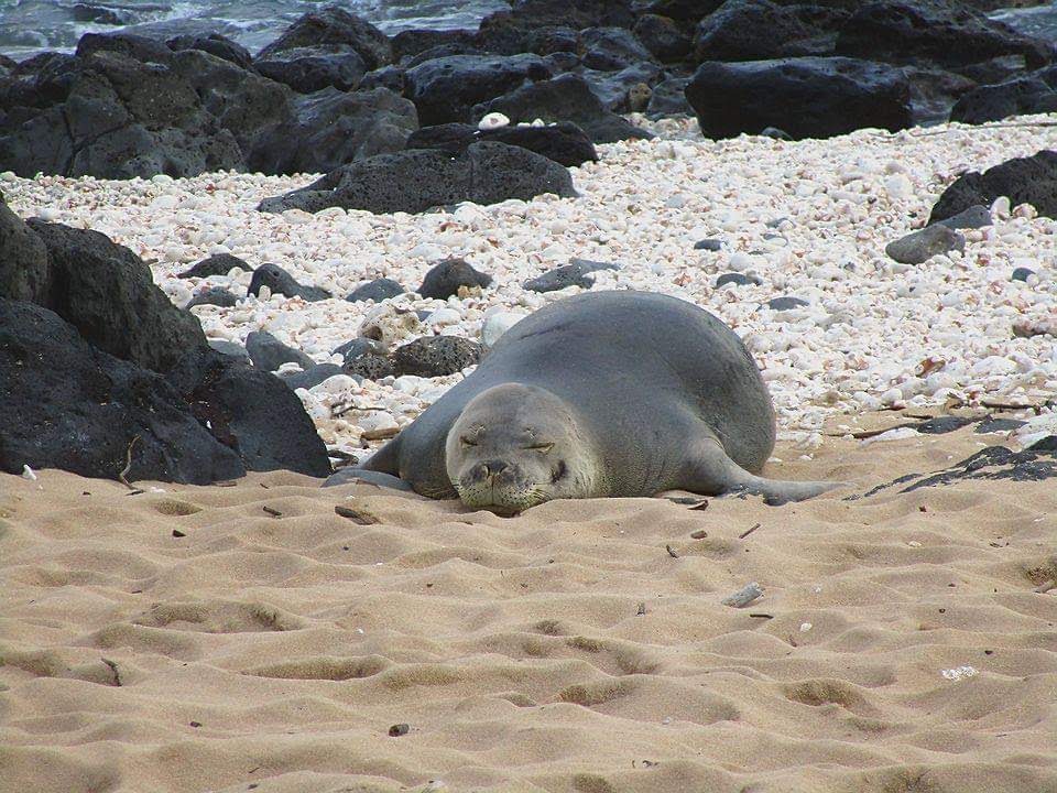 Hawaiian Monk Seal