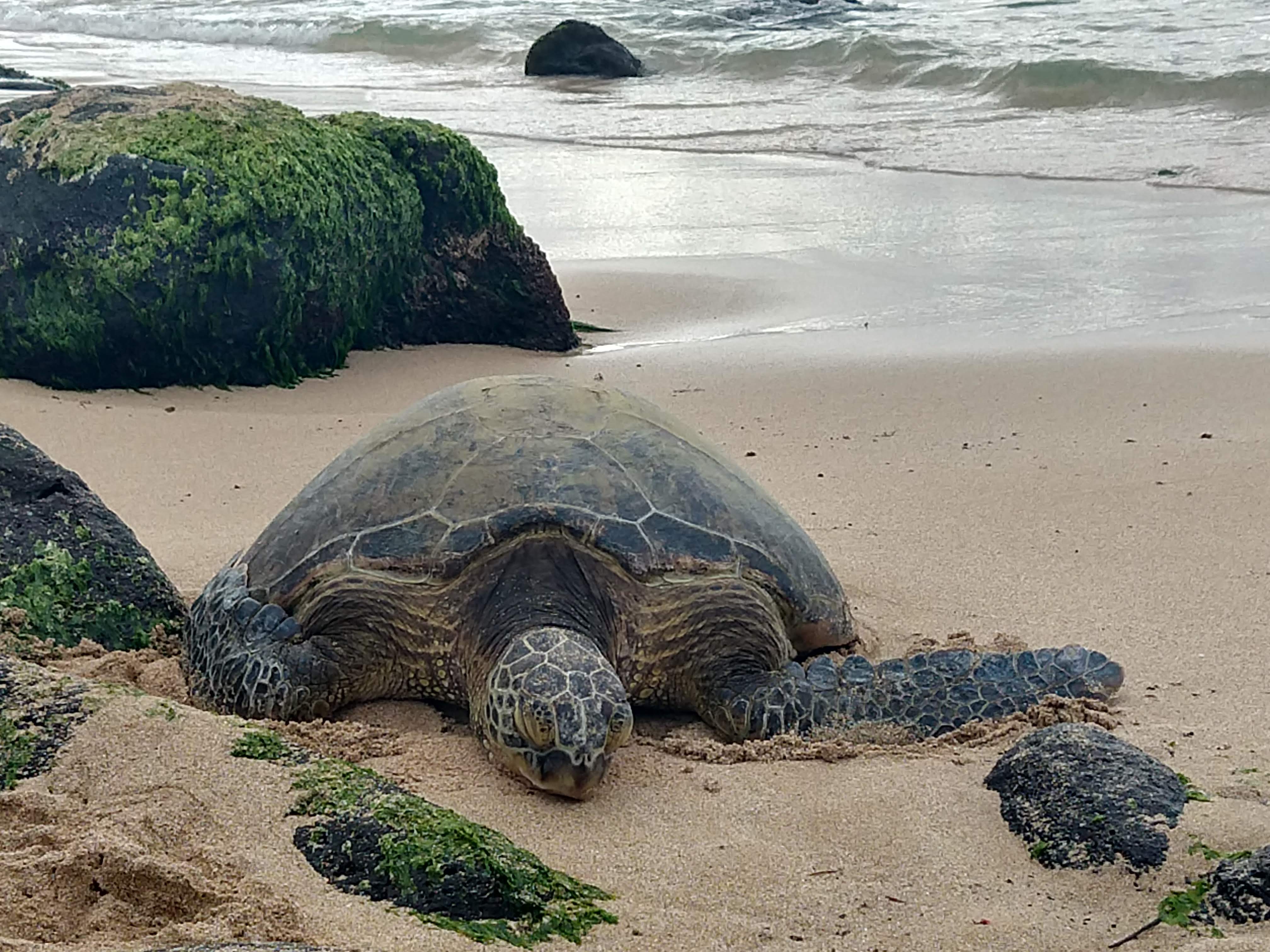 Hawaiian Sea Turtle